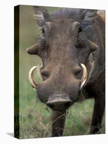 Warthog Displays Tusks, Addo National Park, South Africa-Paul Souders-Stretched Canvas