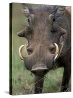 Warthog Displays Tusks, Addo National Park, South Africa-Paul Souders-Stretched Canvas