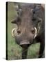 Warthog Displays Tusks, Addo National Park, South Africa-Paul Souders-Stretched Canvas