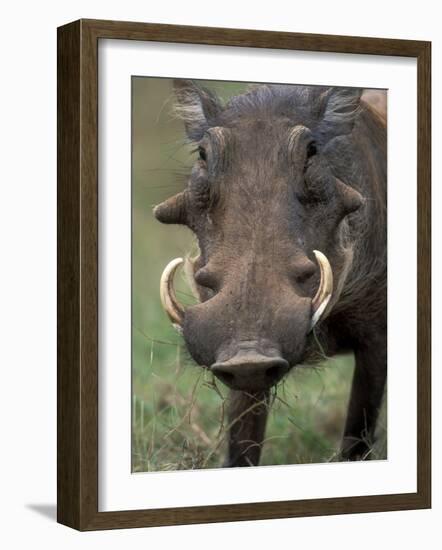 Warthog Displays Tusks, Addo National Park, South Africa-Paul Souders-Framed Photographic Print