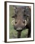 Warthog Displays Tusks, Addo National Park, South Africa-Paul Souders-Framed Photographic Print