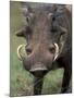 Warthog Displays Tusks, Addo National Park, South Africa-Paul Souders-Mounted Photographic Print