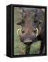 Warthog Displays Tusks, Addo National Park, South Africa-Paul Souders-Framed Stretched Canvas