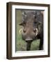 Warthog Displays Tusks, Addo National Park, South Africa-Paul Souders-Framed Premium Photographic Print