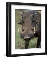 Warthog Displays Tusks, Addo National Park, South Africa-Paul Souders-Framed Premium Photographic Print