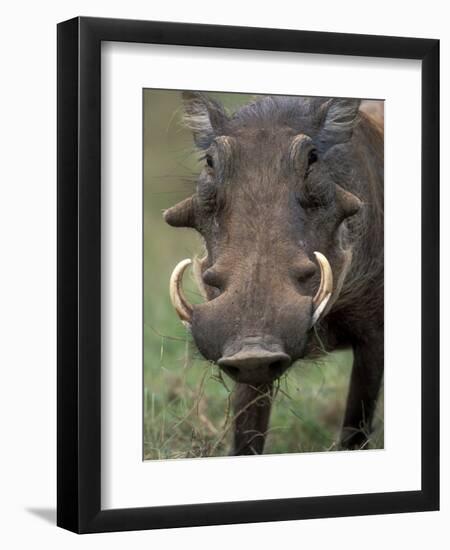 Warthog Displays Tusks, Addo National Park, South Africa-Paul Souders-Framed Premium Photographic Print