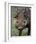 Warthog Displays Tusks, Addo National Park, South Africa-Paul Souders-Framed Premium Photographic Print