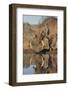 Warthog drinking, with redbilled oxpeckers, Zimanga game reserve, KwaZulu-Natal-Ann and Steve Toon-Framed Photographic Print