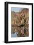 Warthog drinking, with redbilled oxpeckers, Zimanga game reserve, KwaZulu-Natal-Ann and Steve Toon-Framed Photographic Print