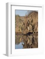 Warthog drinking, with redbilled oxpeckers, Zimanga game reserve, KwaZulu-Natal-Ann and Steve Toon-Framed Photographic Print