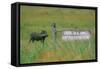 Warthog in Kenya-Buddy Mays-Framed Stretched Canvas