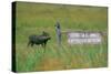 Warthog in Kenya-Buddy Mays-Stretched Canvas