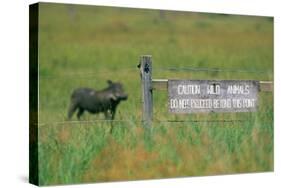 Warthog in Kenya-Buddy Mays-Stretched Canvas