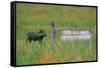 Warthog in Kenya-Buddy Mays-Framed Stretched Canvas