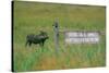 Warthog in Kenya-Buddy Mays-Stretched Canvas