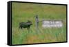 Warthog in Kenya-Buddy Mays-Framed Stretched Canvas