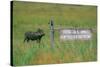 Warthog in Kenya-Buddy Mays-Stretched Canvas