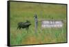 Warthog in Kenya-Buddy Mays-Framed Stretched Canvas