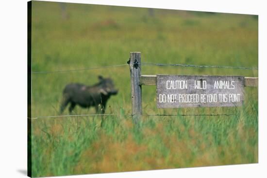 Warthog in Kenya-Buddy Mays-Stretched Canvas