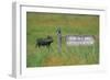 Warthog in Kenya-Buddy Mays-Framed Photographic Print