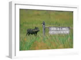 Warthog in Kenya-Buddy Mays-Framed Photographic Print