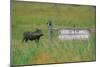 Warthog in Kenya-Buddy Mays-Mounted Photographic Print