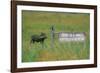 Warthog in Kenya-Buddy Mays-Framed Photographic Print