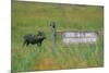 Warthog in Kenya-Buddy Mays-Mounted Photographic Print