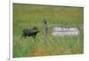Warthog in Kenya-Buddy Mays-Framed Photographic Print