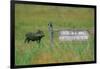 Warthog in Kenya-Buddy Mays-Framed Photographic Print