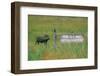 Warthog in Kenya-Buddy Mays-Framed Photographic Print