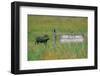 Warthog in Kenya-Buddy Mays-Framed Photographic Print