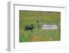 Warthog in Kenya-Buddy Mays-Framed Photographic Print