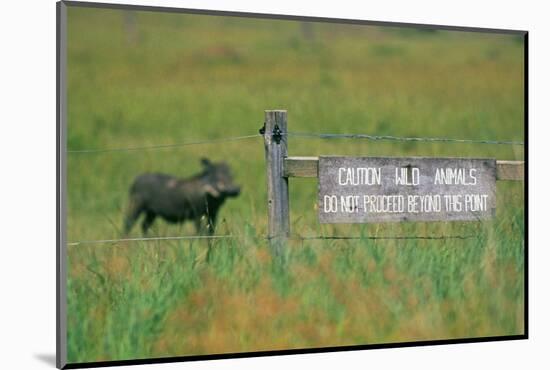 Warthog in Kenya-Buddy Mays-Mounted Photographic Print