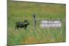 Warthog in Kenya-Buddy Mays-Mounted Photographic Print