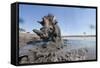 Warthog in Mud Hole, Chobe National Park, Botswana-Paul Souders-Framed Stretched Canvas