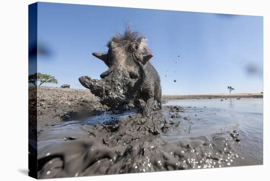 Warthog in Mud Hole, Chobe National Park, Botswana-Paul Souders-Stretched Canvas