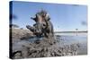 Warthog in Mud Hole, Chobe National Park, Botswana-Paul Souders-Stretched Canvas