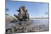 Warthog in Mud Hole, Chobe National Park, Botswana-Paul Souders-Mounted Premium Photographic Print