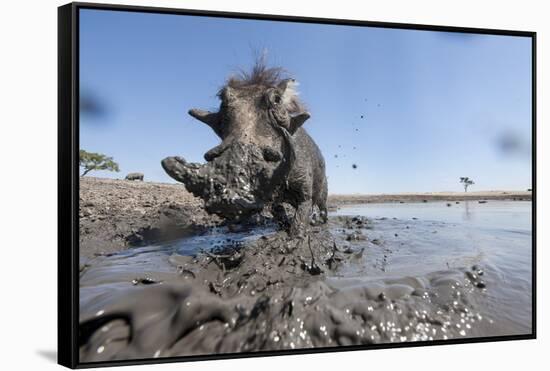 Warthog in Mud Hole, Chobe National Park, Botswana-Paul Souders-Framed Stretched Canvas