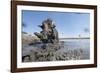 Warthog in Mud Hole, Chobe National Park, Botswana-Paul Souders-Framed Photographic Print