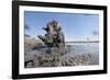 Warthog in Mud Hole, Chobe National Park, Botswana-Paul Souders-Framed Photographic Print