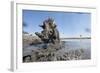 Warthog in Mud Hole, Chobe National Park, Botswana-Paul Souders-Framed Photographic Print