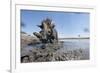 Warthog in Mud Hole, Chobe National Park, Botswana-Paul Souders-Framed Photographic Print