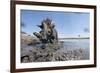 Warthog in Mud Hole, Chobe National Park, Botswana-Paul Souders-Framed Photographic Print