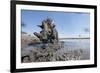 Warthog in Mud Hole, Chobe National Park, Botswana-Paul Souders-Framed Photographic Print