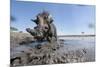 Warthog in Mud Hole, Chobe National Park, Botswana-Paul Souders-Mounted Photographic Print