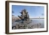 Warthog in Mud Hole, Chobe National Park, Botswana-Paul Souders-Framed Photographic Print