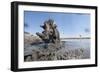 Warthog in Mud Hole, Chobe National Park, Botswana-Paul Souders-Framed Photographic Print