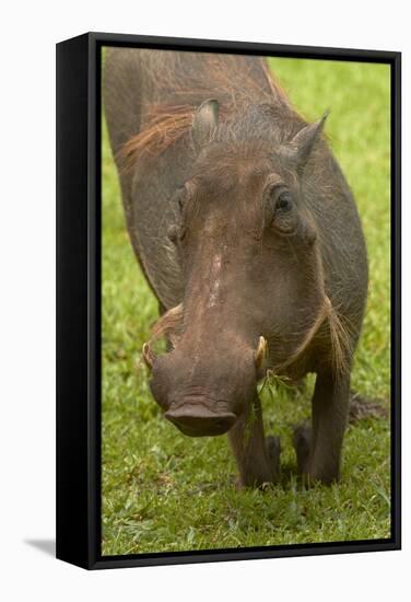 Warthog, Kruger National Park, South Africa-David Wall-Framed Stretched Canvas